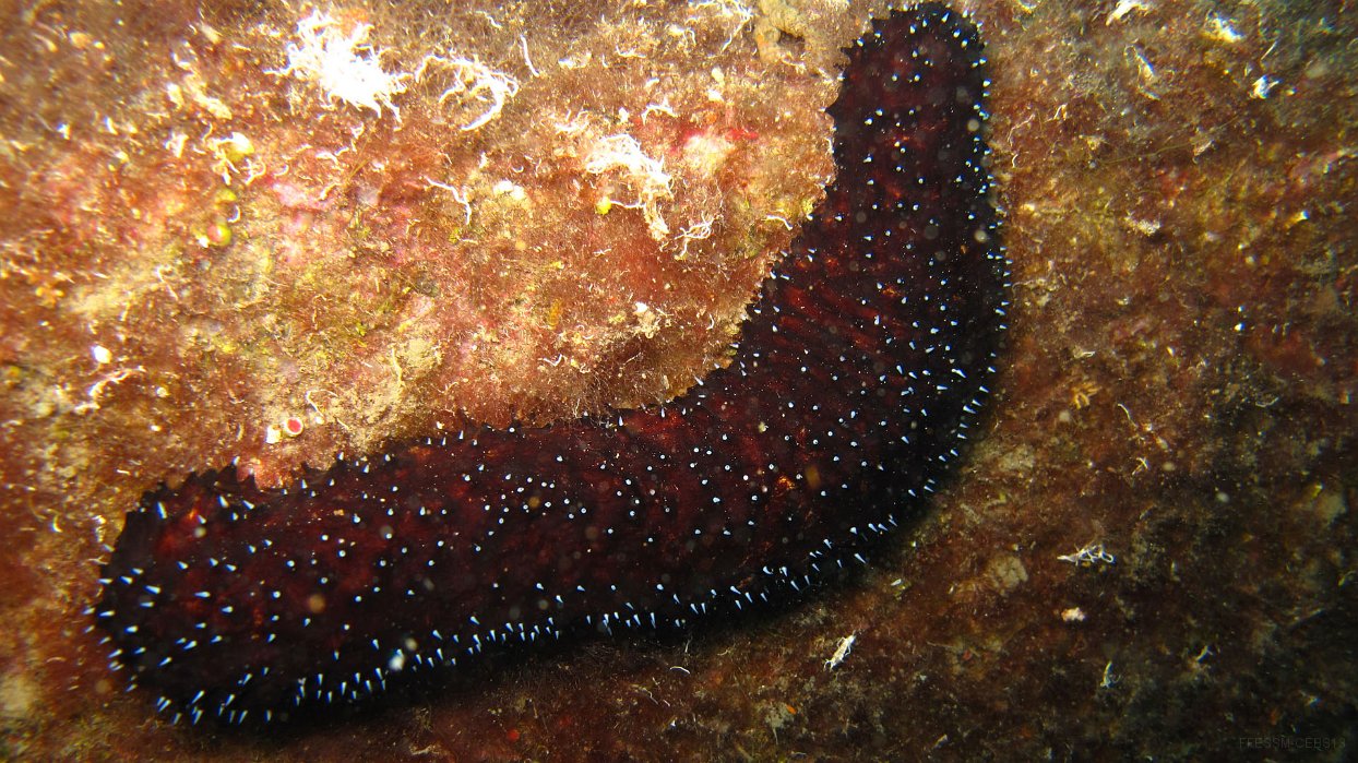 110 Holothurie noire (Holothuria forskali).JPG - Holothurie noire (Holothuria forskali) : Points blancs toujours visibles